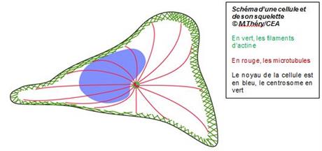 schéma centrosome actine