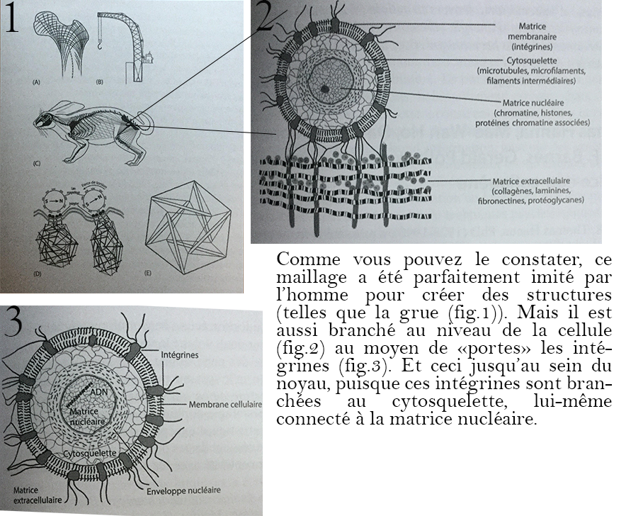 tissu conjXcellules.png