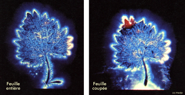 kirlian-effet-fantome